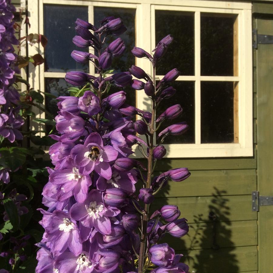 Bed and Breakfast Pomona Lowick Green Exterior foto